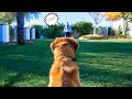 HOW TO TEACH ANY DOG RECALL WITH THE E COLLAR