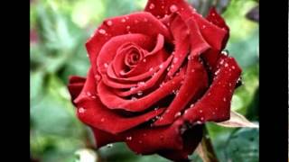 La rosa de la paz  Amaral 2  con letra  IES Sentmenat