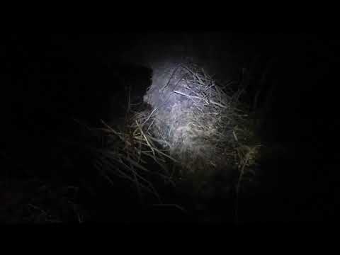 Beaver Hunting on Beaver Dam