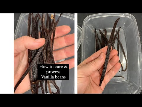 How to cure and process vanilla beans