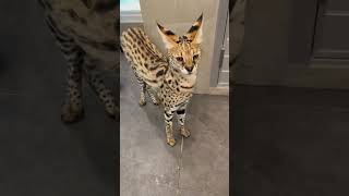 【おはようサーバルシリーズ⑪】