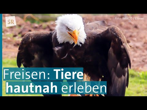 Naturwildpark Freisen – Tiere, Natur & Abenteuer erleben I Saar Natur