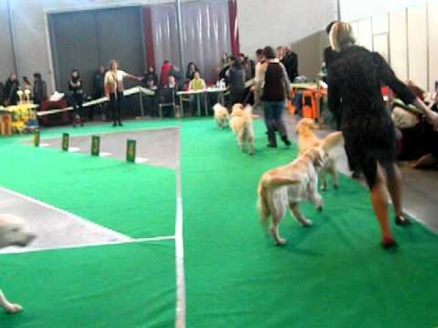 30.01.2011 года,"Кубок Аканы",голден ретривер - 3