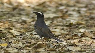 Download lagu MASTERAN ANIS SIBERIA TERAPI AIR mp3 Download lagu MASTERAN ANIS SIBERIA TERAPI AIR mp3