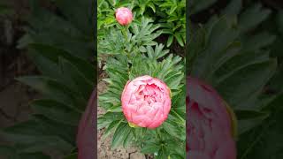 Пион Корал Сансет (Paeonia Coral Sunset)