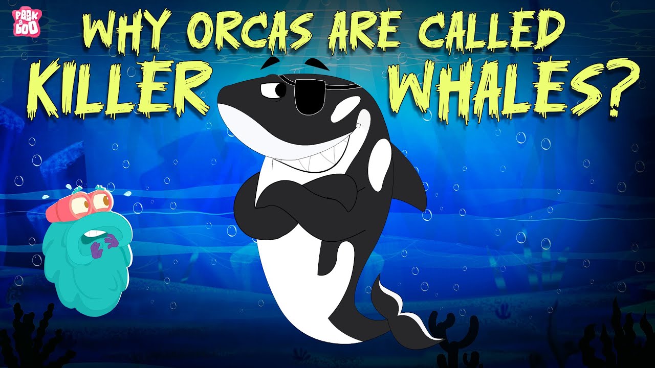 Why Orcas Are Called Killer Whales? | How Mighty Orcas Hunt There Prey? | Learn All About Orcas