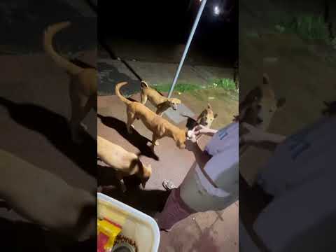 Their gratitude and joy remind us why we do what we do. ❤️ #FeedingDrive  #EveryMealMatters #dogs