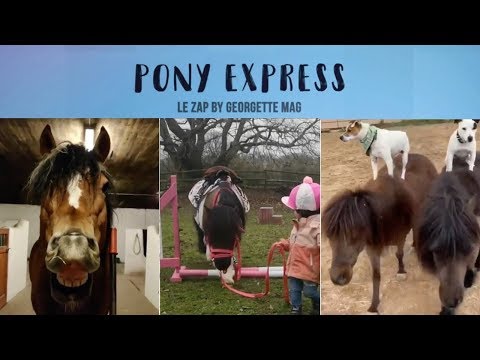 Pony Express #20 : baby pony le plus mignon de la terre ! 😻
