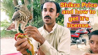 Shikra price and how to get it