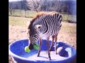 Rocky Ridge Refuge Rescue Tribute