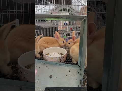 Personality differences - Thrianta vs. Unfriendly Creme D'argent vs. Friendly Creme D'argent