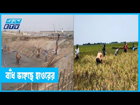 হাওরের পানি বেড়ে ভাঙ্গছে বাঁধ