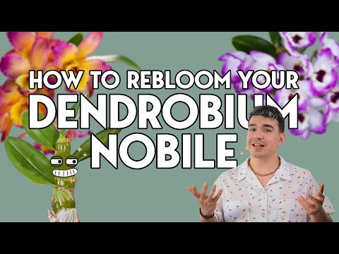 Dendrobium nobile care for beginners | | Orchids 101 | | Keep your Dendrobium alive!