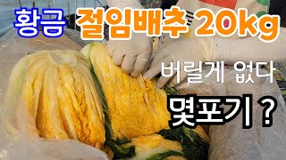 황금 절임배추 20kg  몇포기 들어 갈까?