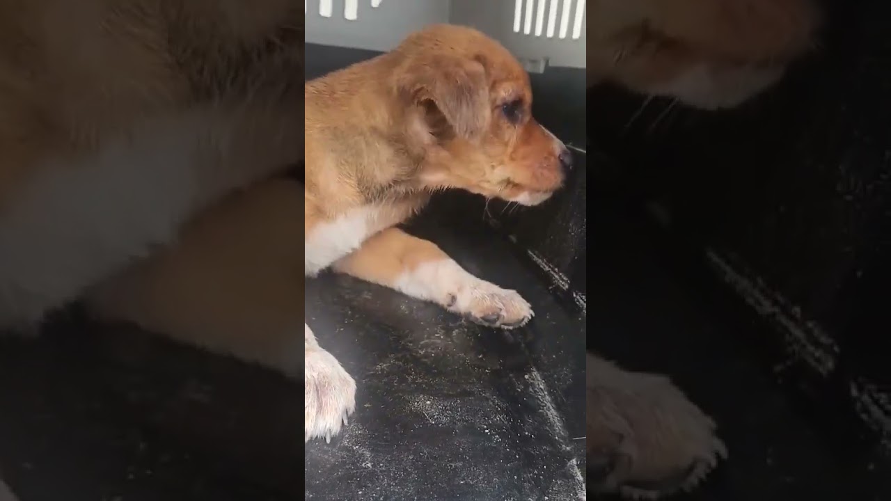 Millie video