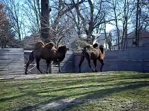 Play fighting Camels
