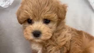 ハーフ犬の動画01