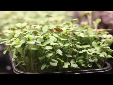 Vidéo 5 — Les Jardins de l'Huma