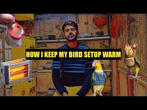 YouTube video about: How to keep aviary birds warm in winter?