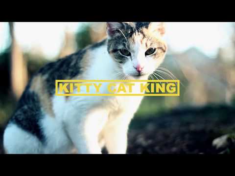 Durry - Kitty Cat King