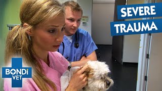 Horrific X-ray Reveals This Puppy's Injuries Are Worse Than Expected