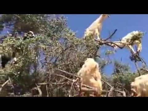 um pe de cabra e cabrito feliz natal kkkk ATEnÇÃO LEIA EM DESCRIÇÃO PRA SABER