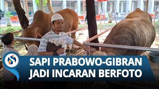 Viral! Momen Sapi Kurban Prabowo-Gibran di Istiqlal, Jamaah & Anak-anak Antusias Berfoto Bareng