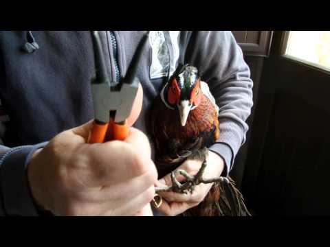 Copribecco per selvaggina