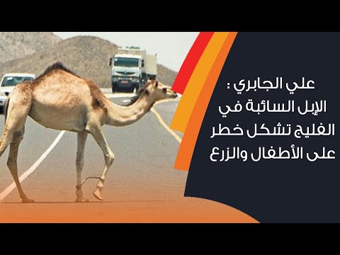 علي الجابري الإبل السائبة في الفليج تشكل خطر على الأطفال والزرع