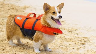 Best Dog Life Jacket In 2024 - Top 10 New Dog Life Jackets R