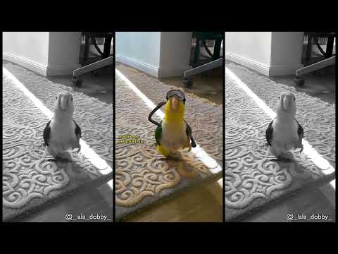 🧑‍✈️AVIATORS🧑‍✈️ #leopartnik