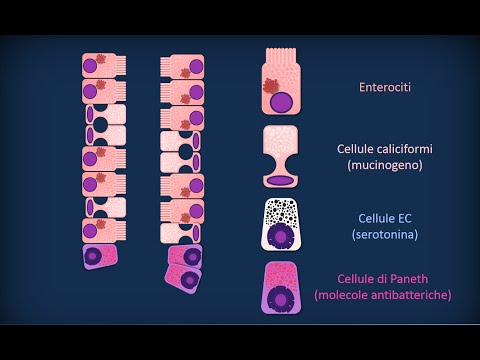Digestive System 13: Large Intestine - Structure