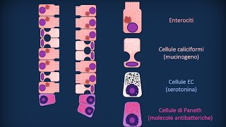 Apparato digerente 13: Intestino crasso - Struttura