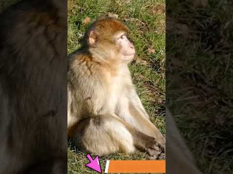 Video No.24  / Adeel Collection   #Shorts