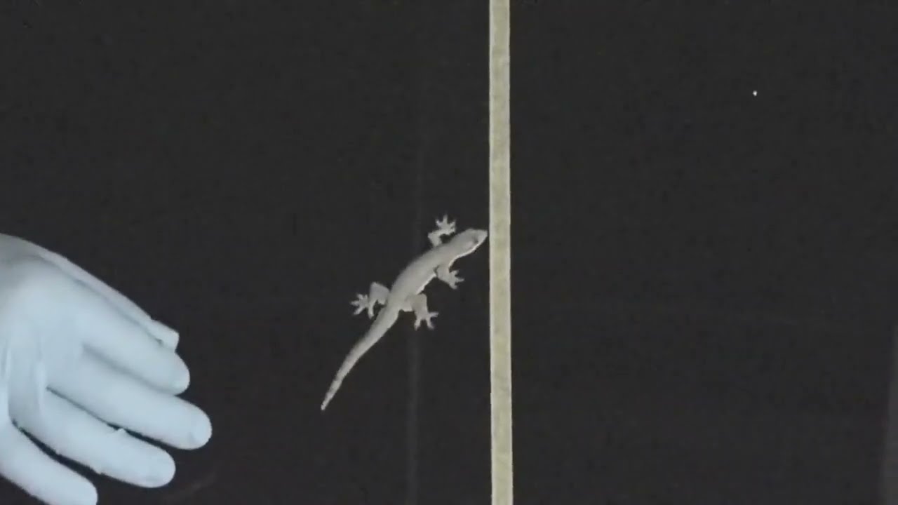 KeePerの自浄効果の秘密 ファンデルワールスの最小化(ヤモリの災難)