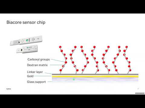Biacore Surface Plasmon Resonance: Observing Molecular Interactions in Real-Time