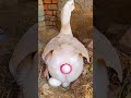 Swan And Ostrich Laying Eggs