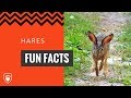Hares Fun Facts
