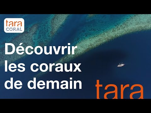 [Tara Coral 2026 - 2028] Scientific expedition to the heart of the Coral Triangle