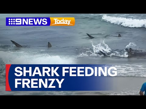 Shark feeding frenzy caught on camera close to shore on Gold Coast | 9 News Australia