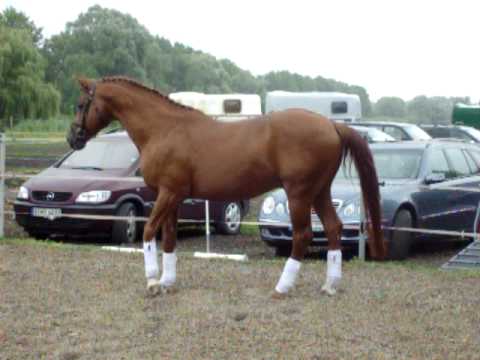 Trakehnerhengst Heldenberg v. Symbol
