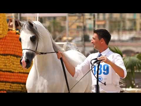 Arabian Horse Magazine - E.S. Harir _ Menton 2018