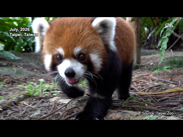 Red pandas from Shanghai make debut at Taipei Zoo