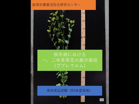 園芸 小ツガ、偽パセリ、イヌツガ、収穫ツガ