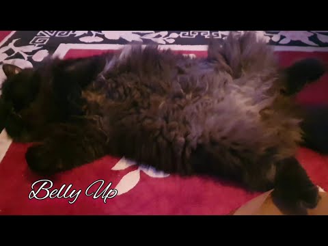 My cat sleeps belly up| #PetCatMokmok #neStyle