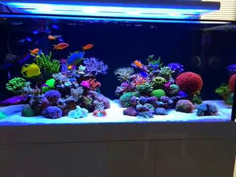 SPS / LPS Reef Tank (260 Gallon)