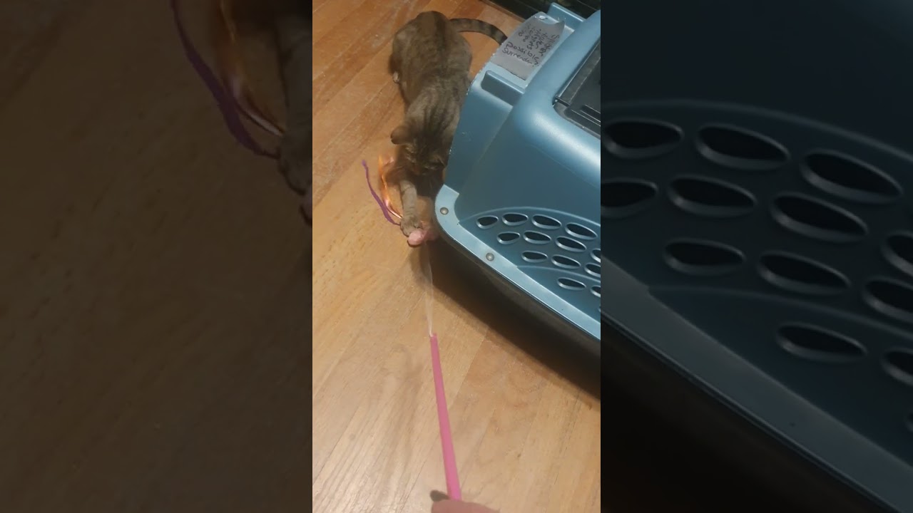 Enlarge Stormie aka Heidi, a Adoptable mixed breed in Parkville, MD video 6/6