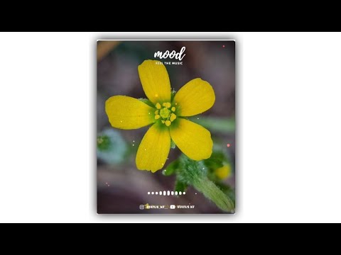 Akh meri has deve_ jadoda mai takheya - love whatsapp video status download