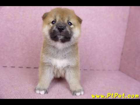 09/21赤色柴犬母幼犬2號(新竹)