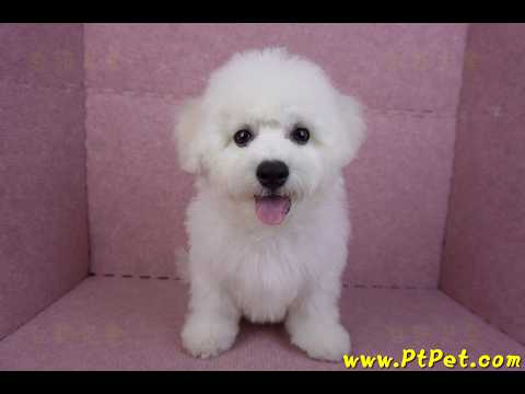 07/22比熊犬公幼犬2號(高雄楠梓)